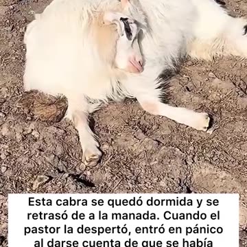 Traducción: Rita, Rita, despierta, tu madre lleva horas buscándote. Ve con ella, ¡corre!