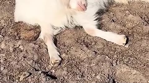 Traducción: Rita, Rita, despierta, tu madre lleva horas buscándote. Ve con ella, ¡corre!