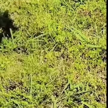 Part 132 _ Funny animals videos from TikTok! Try not to laugh! 😹🐶🤣🔥🤣