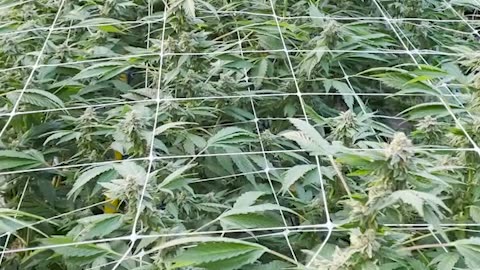 Mallas para el soporte y guía de tallos de flores. #shorts