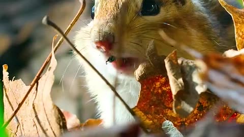 Environment animal action