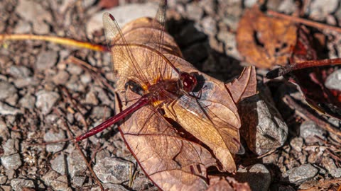 Simple Beauty A Week In Review 25 11 07