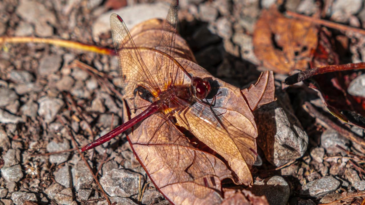 Simple Beauty A Week In Review 25 11 07