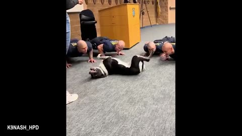 When A Police Dog’s First Day On The Job Funny Dog Videos