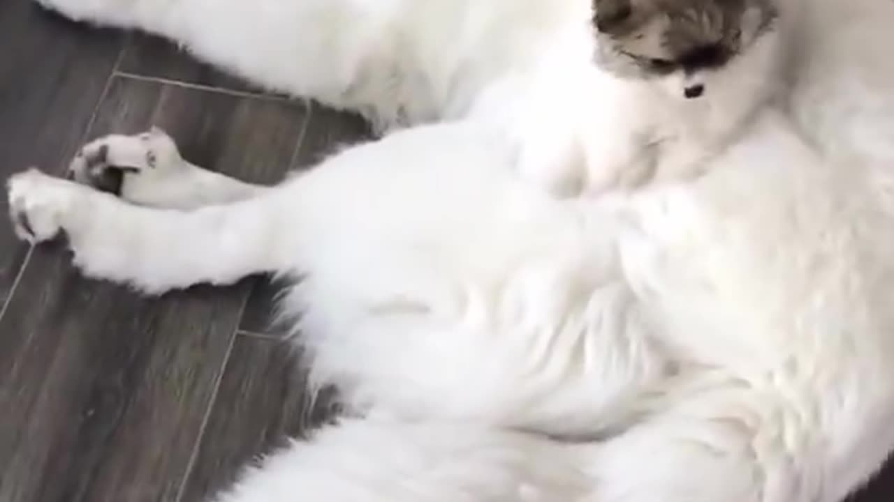 So adorable 🥰♥️