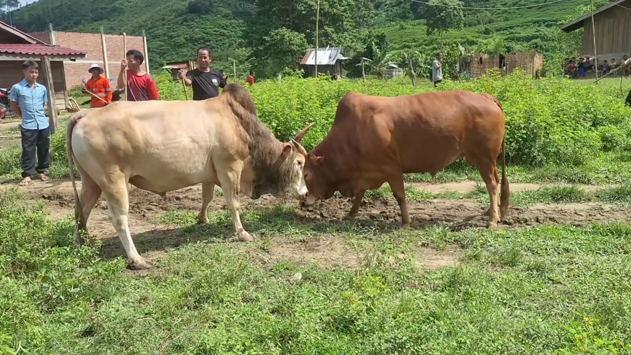 Nyuj Sib Nraus