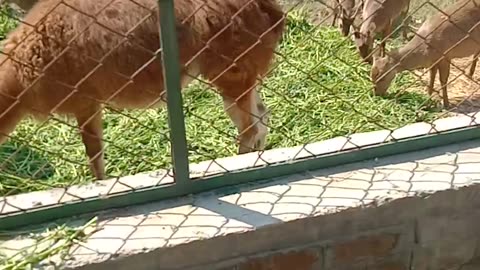 Safari zooooo animals 😍