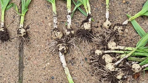 Demonstrating harvesting Autumn bulbs,