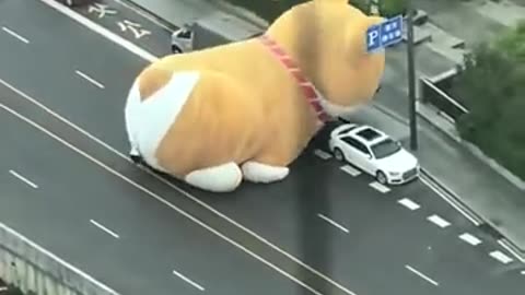 谁家的狗跑出来了，压倒人家车了