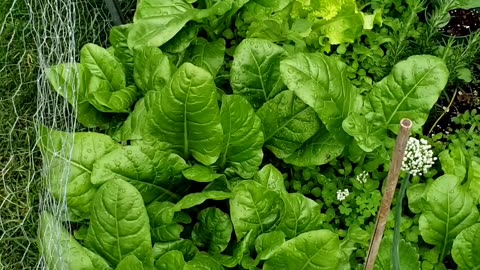 Greens everywhere, summer vegetable garden growth. JUNE 25, 2025.