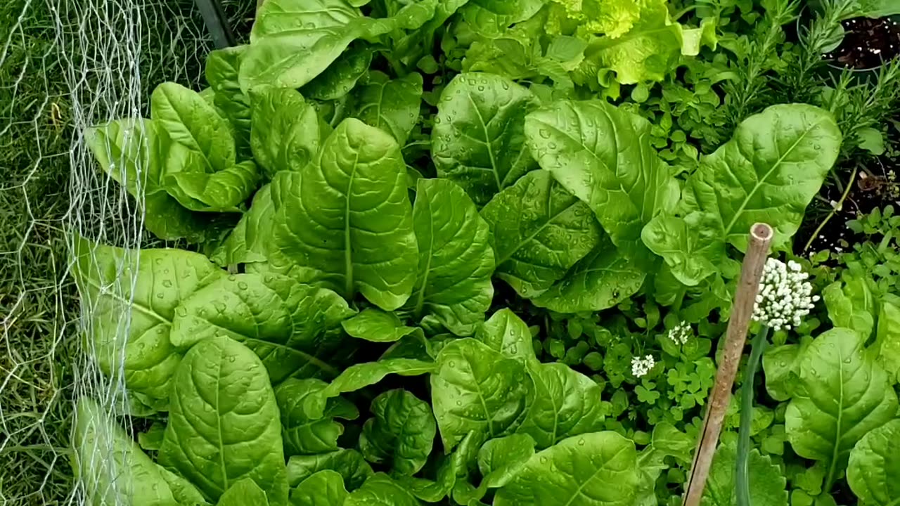 Greens everywhere, summer vegetable garden growth. JUNE 25, 2025.
