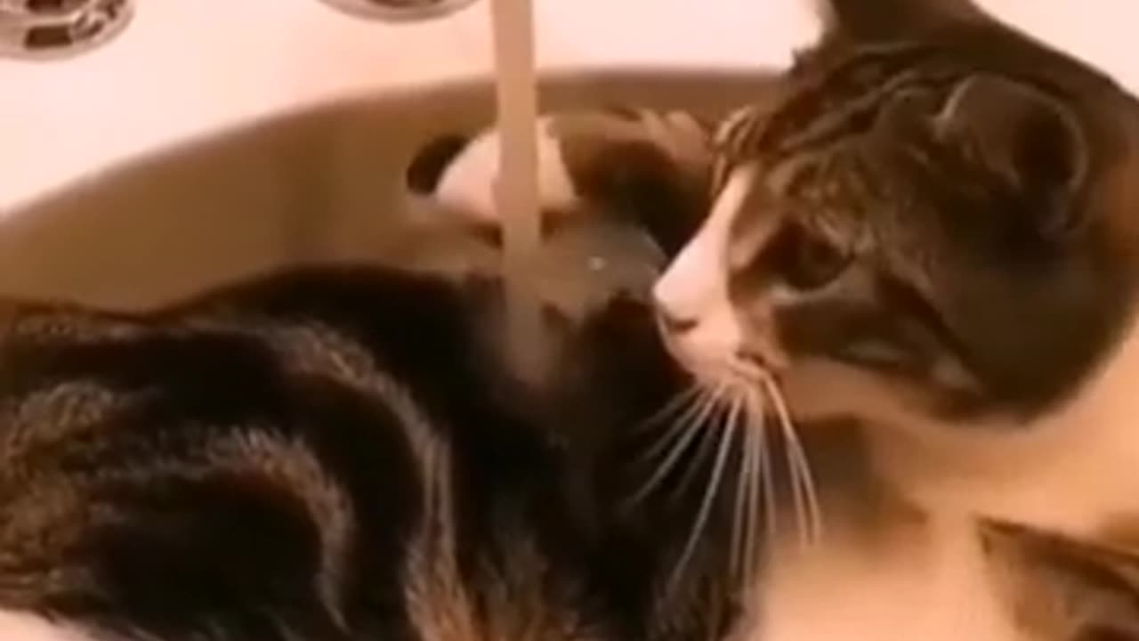 Try not to laugh