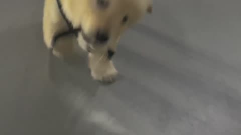 Little puppy