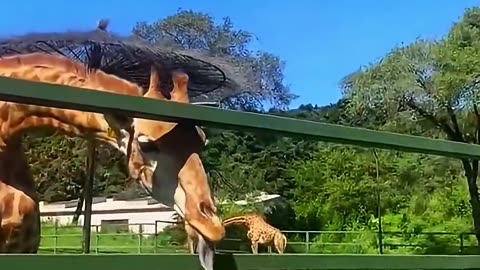 Funny Animal Videos