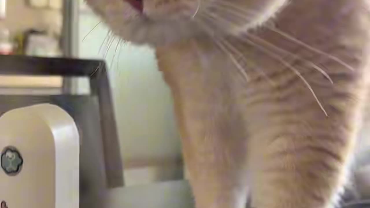 Funniest Animal Moments That Will Make You Laugh