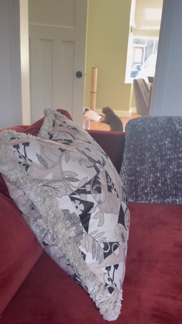 Cat Boxing a Cardboard Box