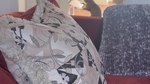 Cat Boxing a Cardboard Box