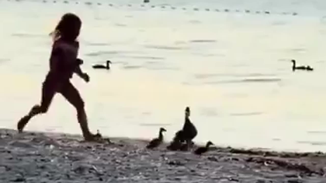Mother Duck Chases Girl After She Scares Ducklings!