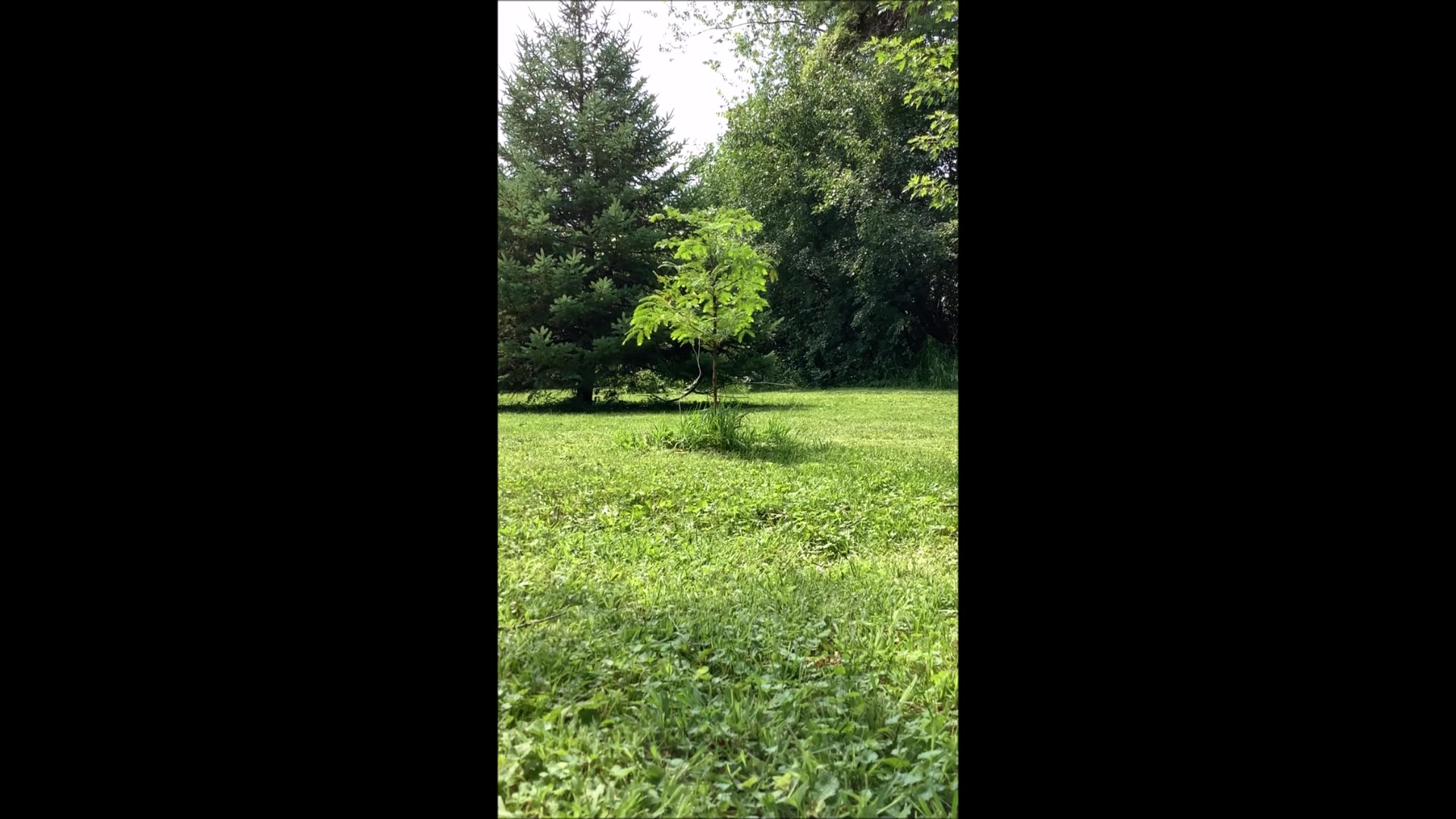 The Whispering Conifer Dawn Redwood Tree August 2025