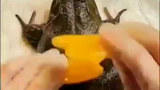 Pampered