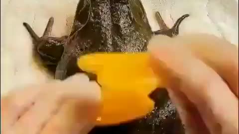 Pampered