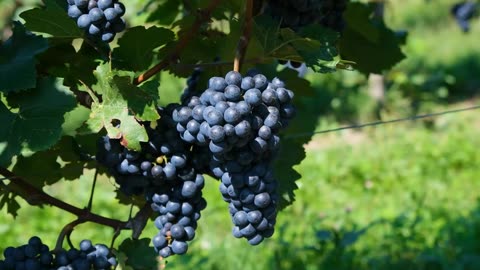 The Vineyard Keeper.....