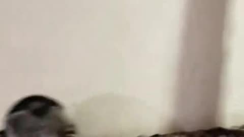 Raccoons be like