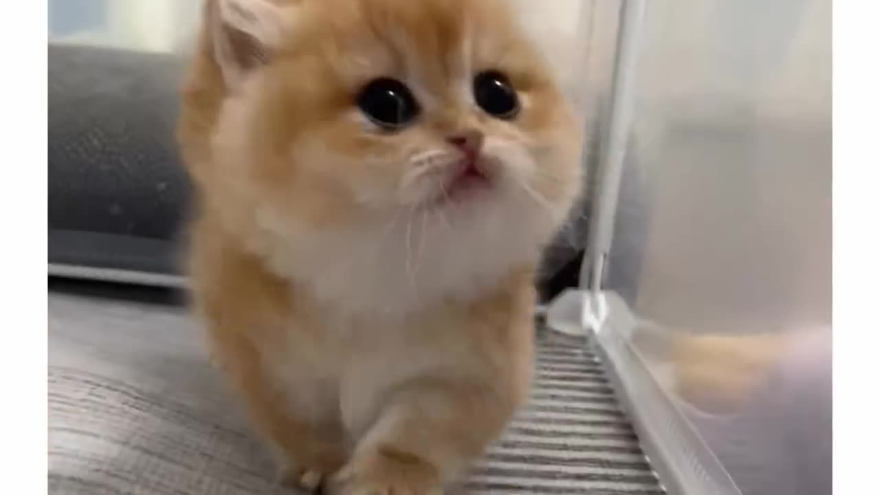 cute cat