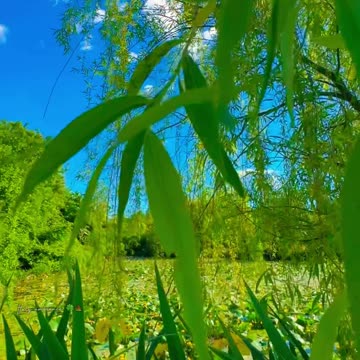 Breathing Green: An Immersive Experience in Italy's Parco Nord🍀🍃- #NatureSounds #Relaxation #relax