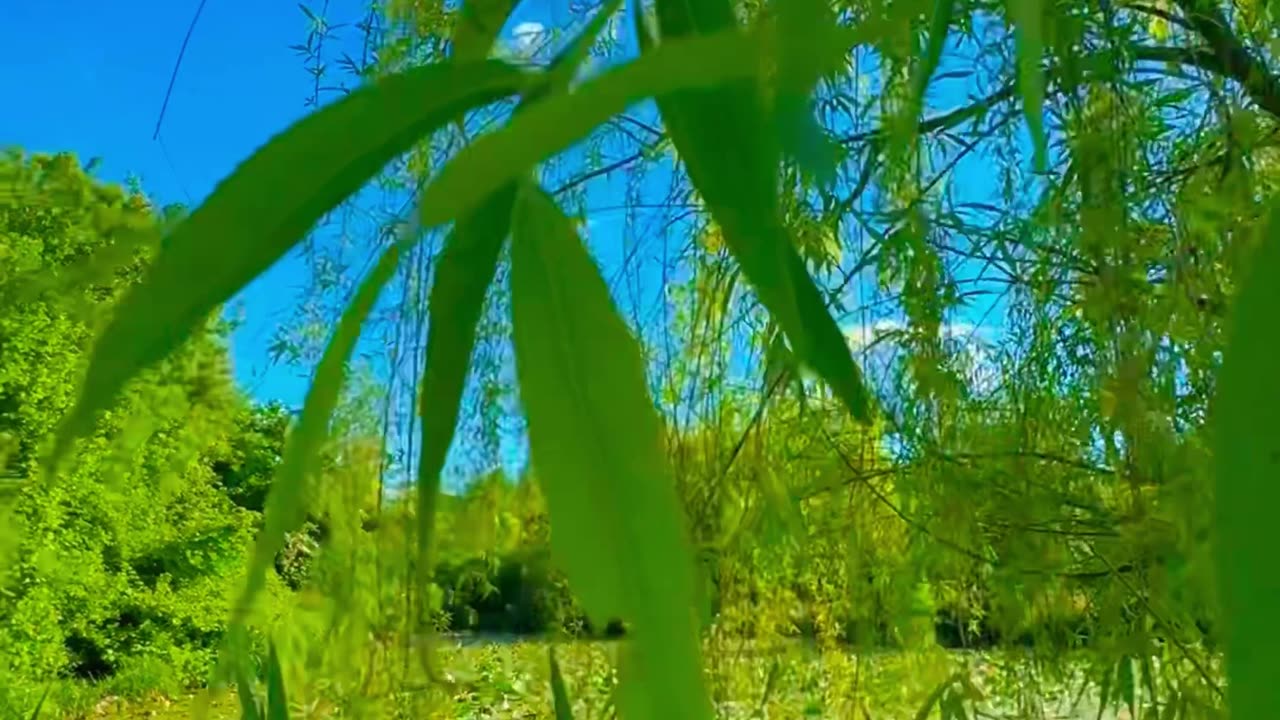 Breathing Green: An Immersive Experience in Italy's Parco Nord🍀🍃- #NatureSounds #Relaxation #relax
