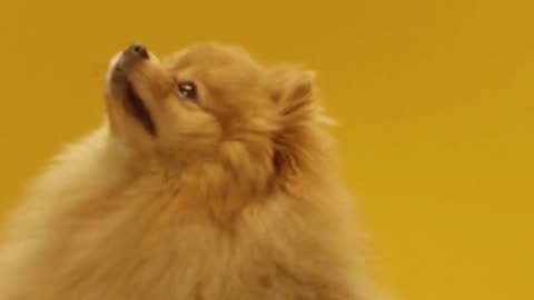 Bravecto Chews: One Dose, 12 Weeks of Peace for Your Dog!