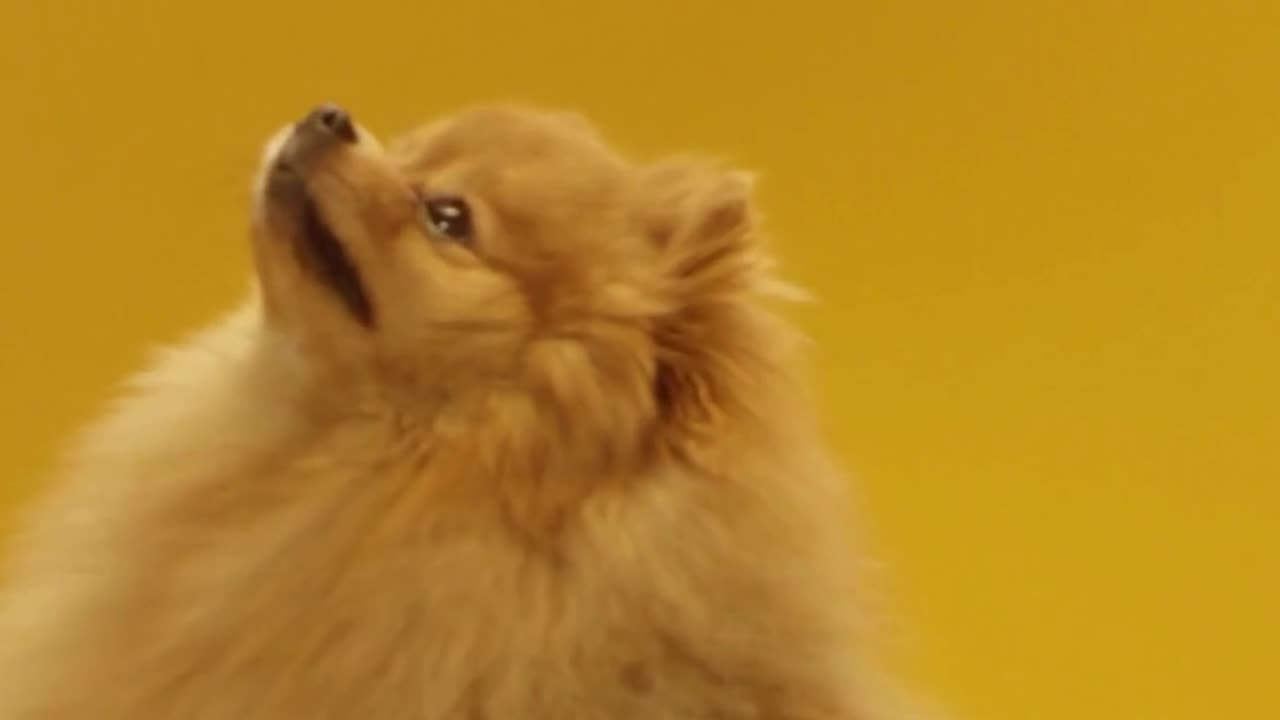 Bravecto Chews: One Dose, 12 Weeks of Peace for Your Dog!