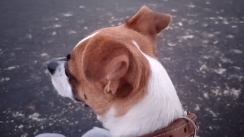 ChaCha Rayo doggie walk Rayo has two leashes-collars today, it was much safer doggie walk20251106180