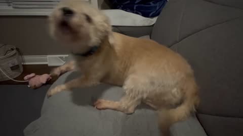 Do You Want Pee Pee ?
			