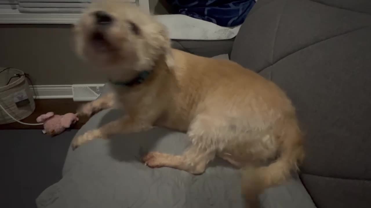 Do You Want Pee Pee ?