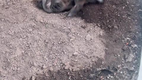 😂🐰 Patty the Bunny's Antics Are Unbeatable! | FunFM