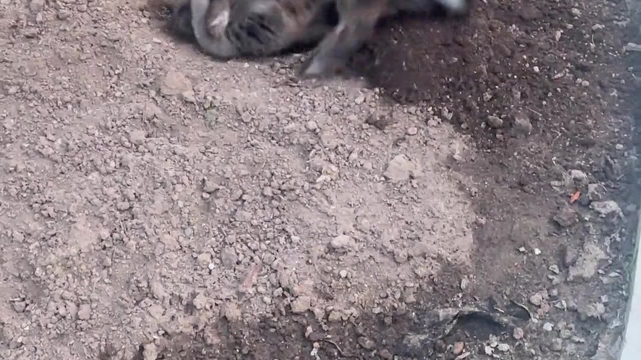 😂🐰 Patty the Bunny's Antics Are Unbeatable! | FunFM