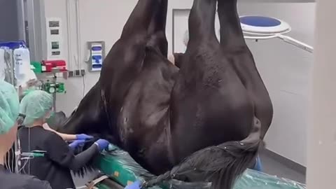 🤯🐴 You Won't Believe How They Prepare A Horse For Surgery! Amazing Equine Medicine | FeedMyCuriosity