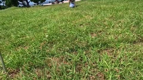 Dog： Come play soccer