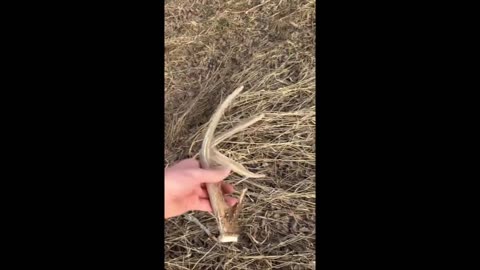 Shed hunting Montana 3-15-2025