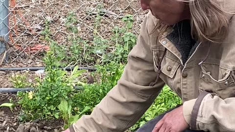 My new Herb garden full of medicinal plants