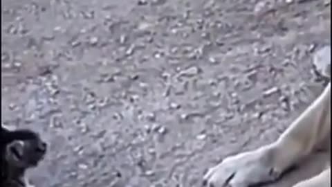 Funniest Cats and Dogs Clip Ever 🤣🐕😺 Try Not To Laugh