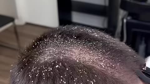 BARBER CUTS OFF LICE!!!! MUST WATCH