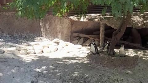 penguins