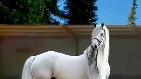 Incredible Beauty