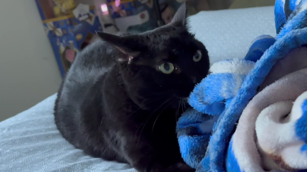 Cute Precious Piper is Very Unique - Adopting a Cat from a Shelter Vlog