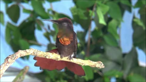 Beautifull hummingbird