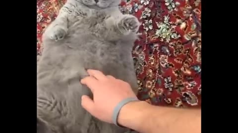 Follow me please, Funniest Animals 🐧 - Best Of The Funny Animal Videos 😁 - Cutest Animals Ever