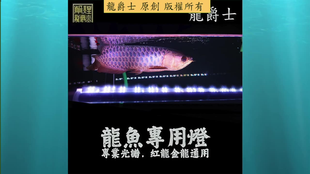 【龍爵士】千問千答 Q228 二代跟三代的上部燈放一起會干擾嗎