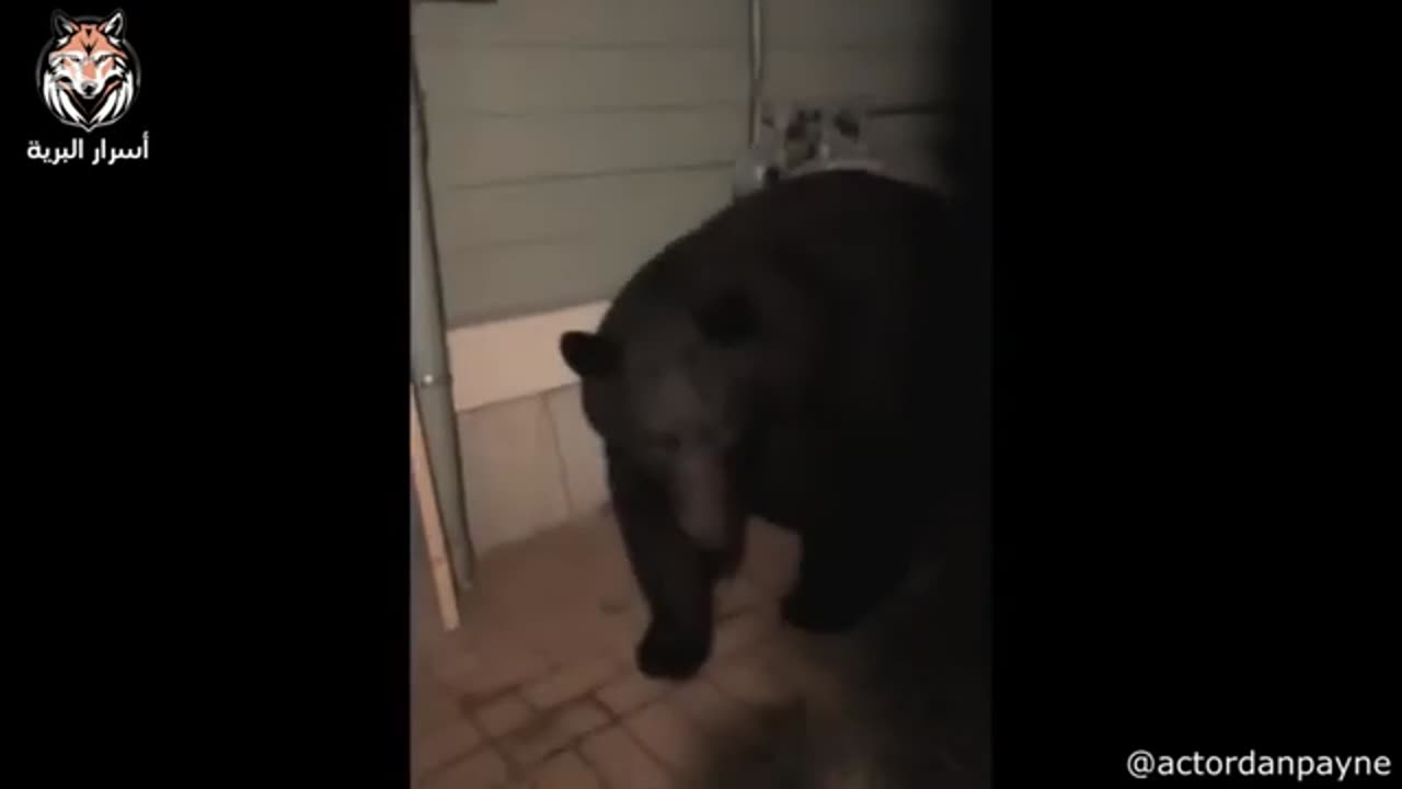 The most dangerous moments when animals attack